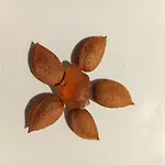 Palmeri 팜스테이 아볼라