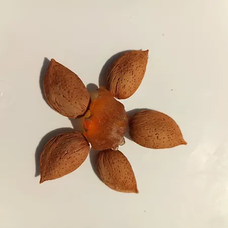 Palmeri Bauernhof Avola