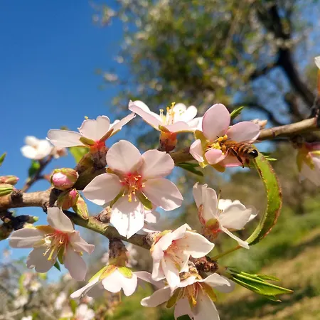 Palmeri