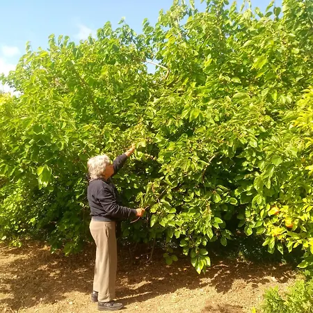 Palmeri 아볼라